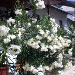 Oleander obyčajný (Nerium oleander) ´SOEUR AGNES´ - BIELY - výška 30-50 cm, kont. C3L (-10/-12°C)